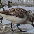 Another Red-necked Stint with green flag. I assume this bird was flagged in QLD<br />Canon EOS 7D + EF400 F5.6L